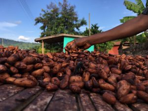 Un coup de main dans les fèves de cacao