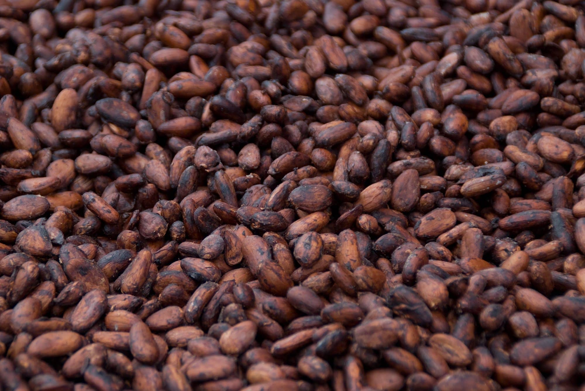close up image of some cocoa beans