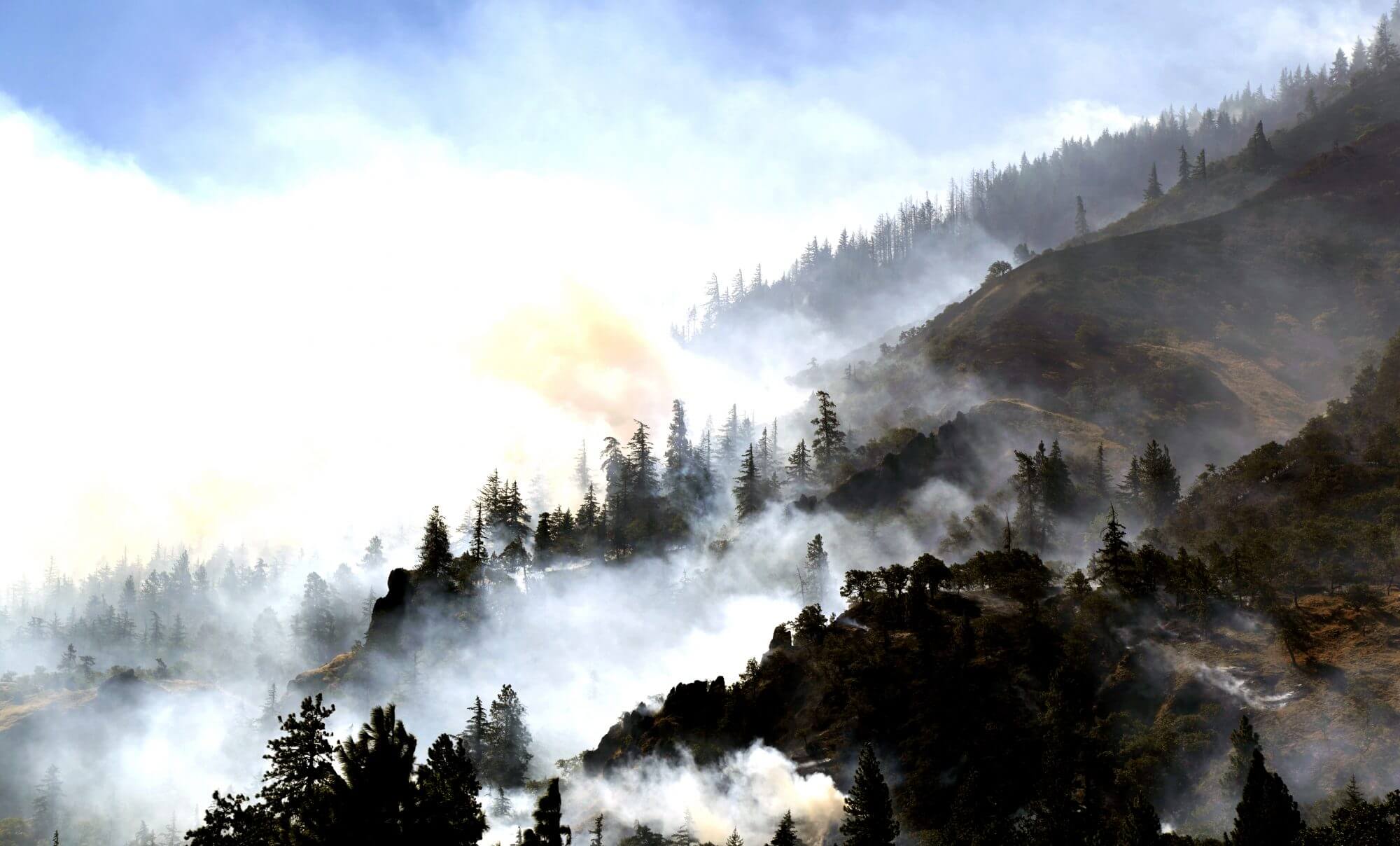 image of a forest on fire, smoke coming out between the trees